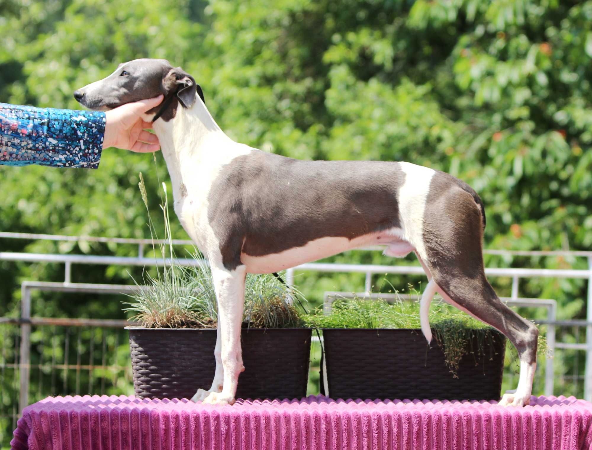 Whippet Chart Angielski, ZKwP/FCI, cudny ORFEUSZ wyjątkowej urody