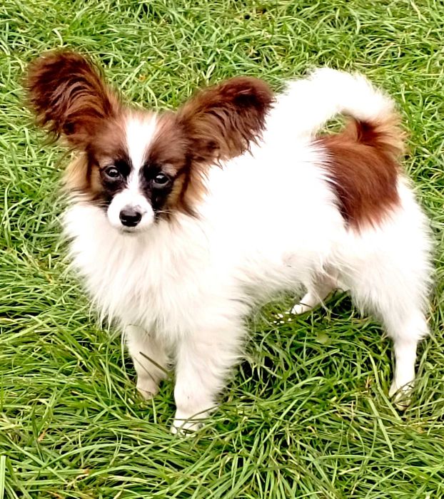 Papillon, Spaniel Miniaturowy Kontynentalny piesek sobolowy ZKwP FCI