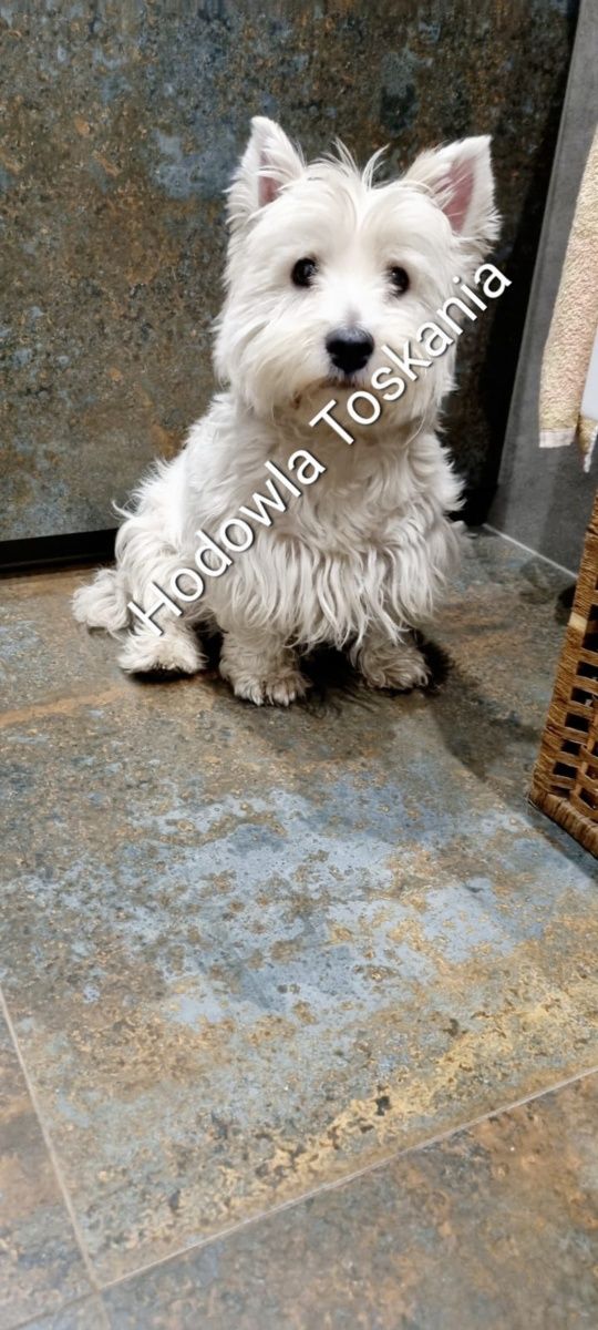 West Highland White Terrier- piesek