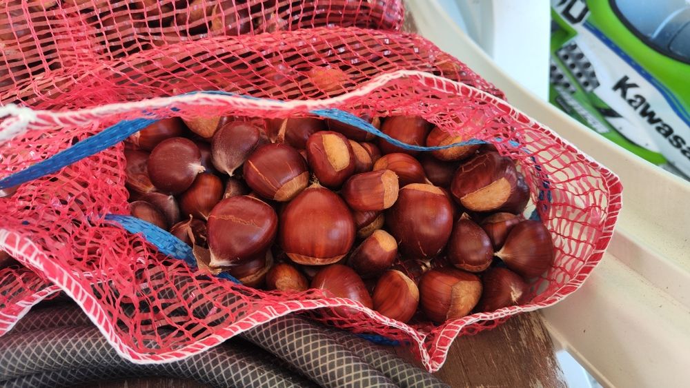 Castanhas de Viseu