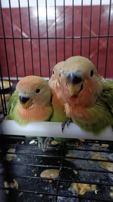 Agaponeis domesticados  já comem