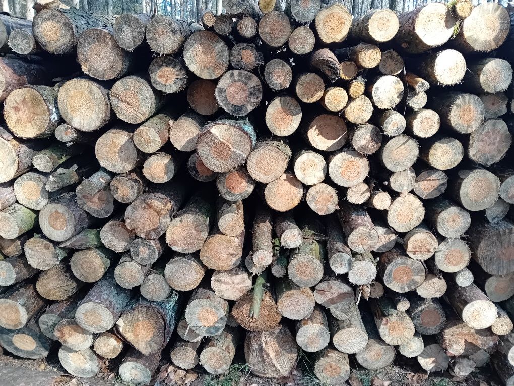 Suche drewno sosna opał wałki sosnowe