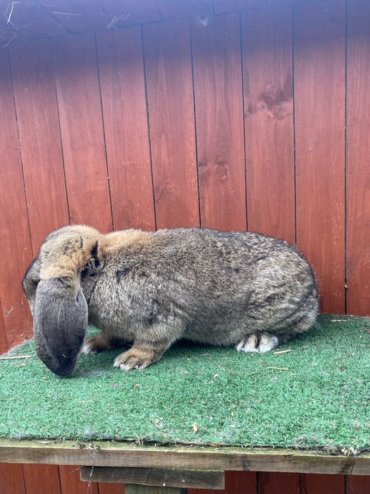 Samiec Francuski Baran Szary Rodowód