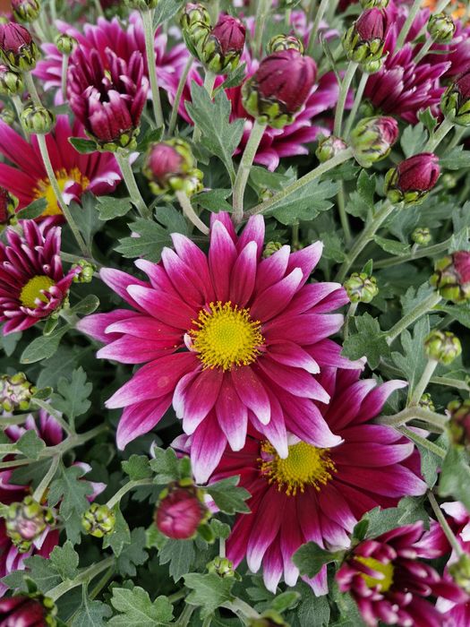 Chryzantemy na wszystkich świętych, chryzantema w doniczce