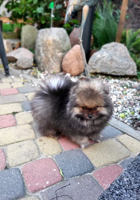 Szpic miniaturowy pomeranian