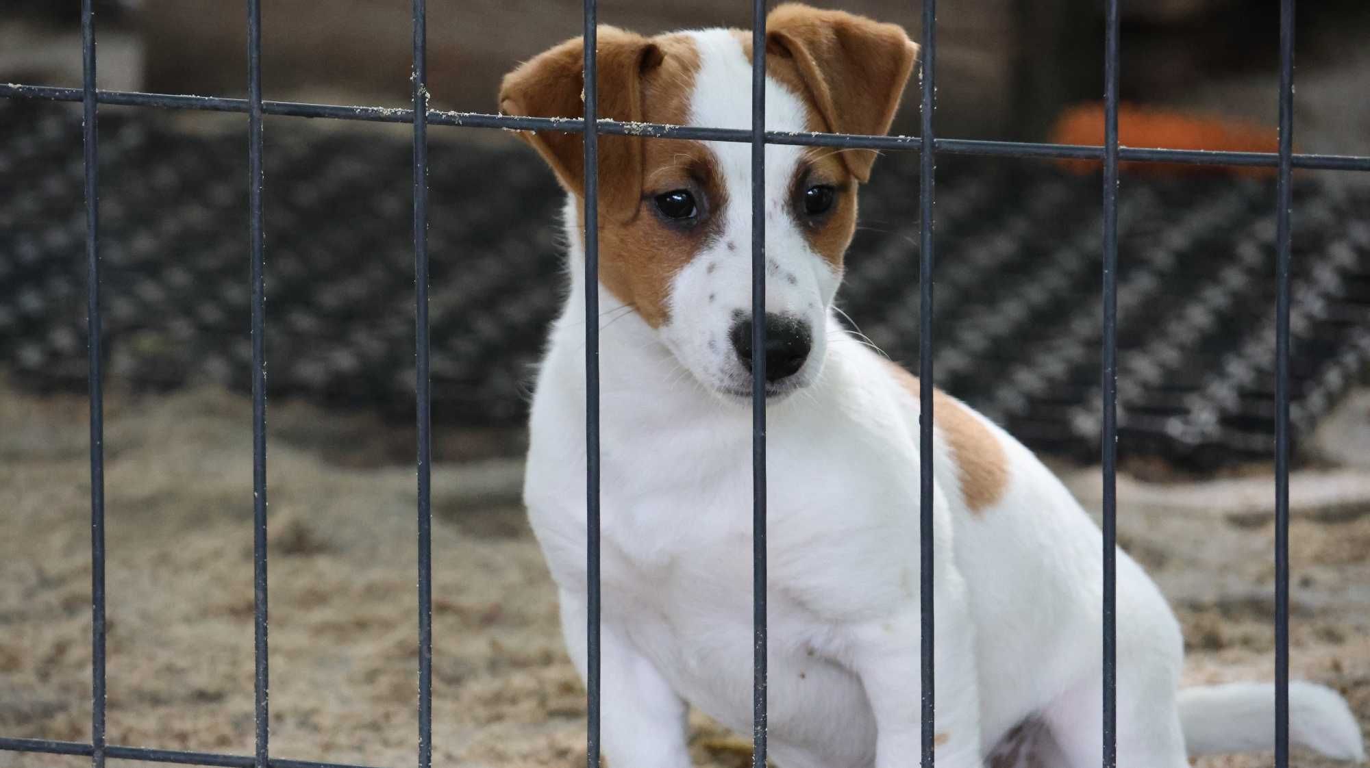 Suczka Jack Russell Terrier z hodowli "BREFIO "-bad.genetyczne
