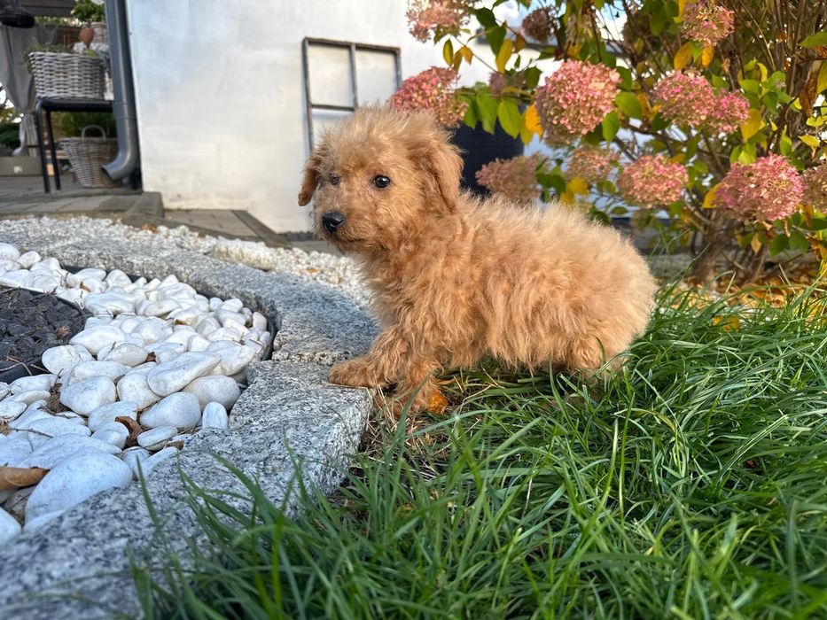 maltipoo szczeniak  mini