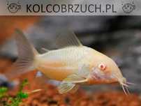 Kirysek spiżowy odmiana ALBINOTYCZNA - Corydoras - Kirys albinos