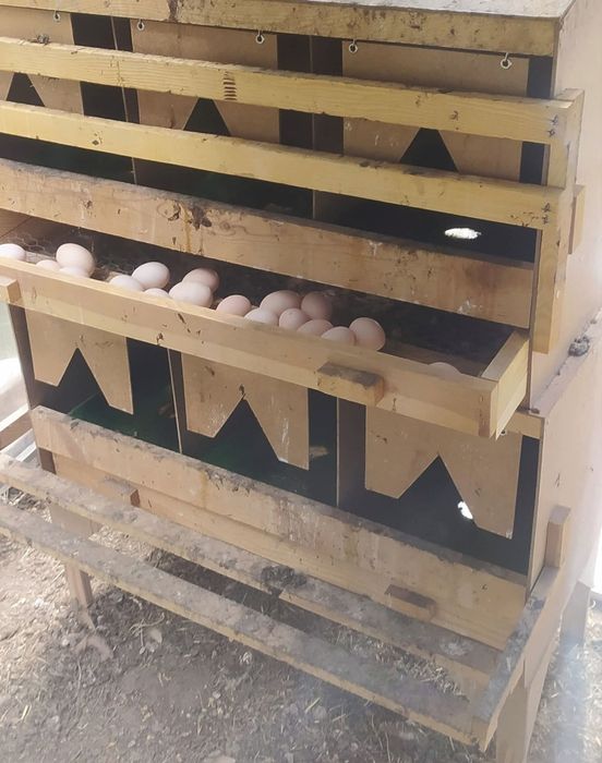 Sprzedam jajka od kur z własnego gospodarstwa