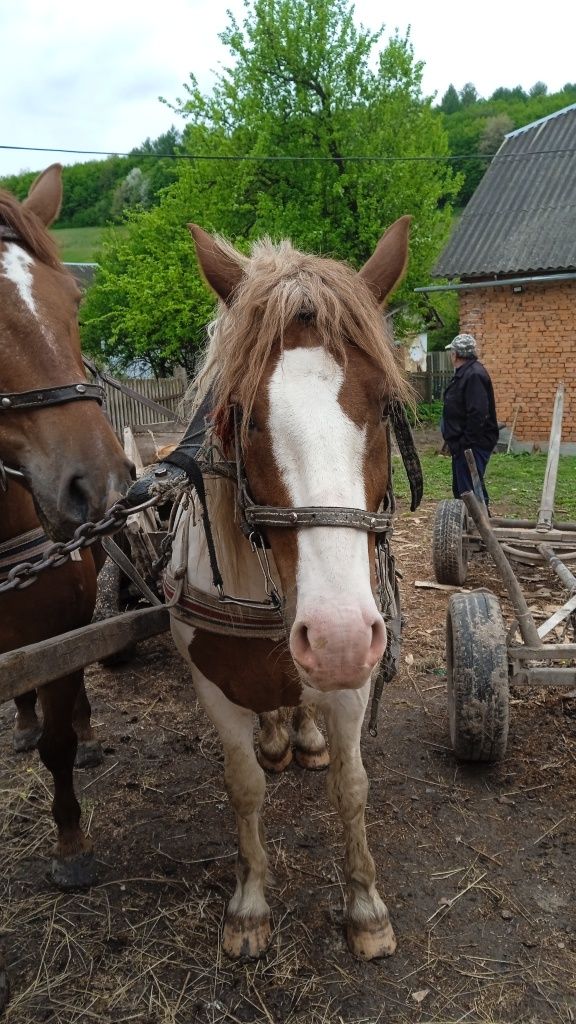 Продам лошичку 6 місяців