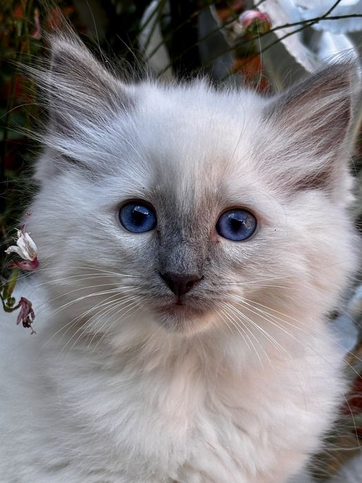 Kotka Ragdoll - Ochra