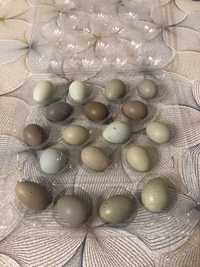 Jajka lęgowe przepiórka chińska - 36 sztuk
