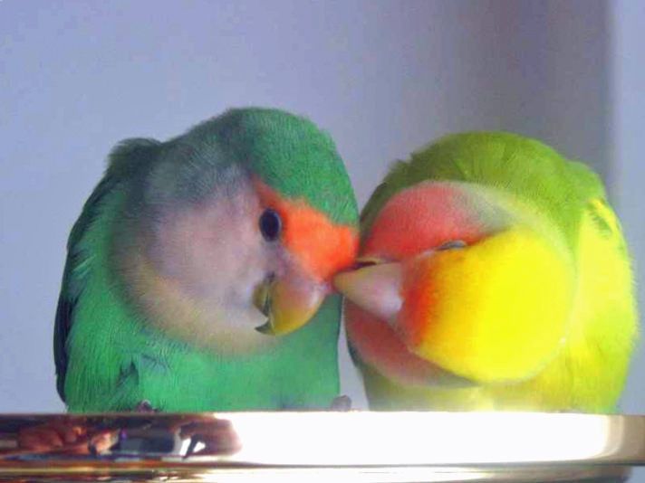 Папугаи Неразлучники Любовні птахи-різнокольорові