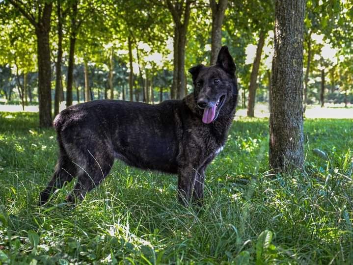 Spokojna sunia szuka kochającego Domku! Pokochasz Ją?