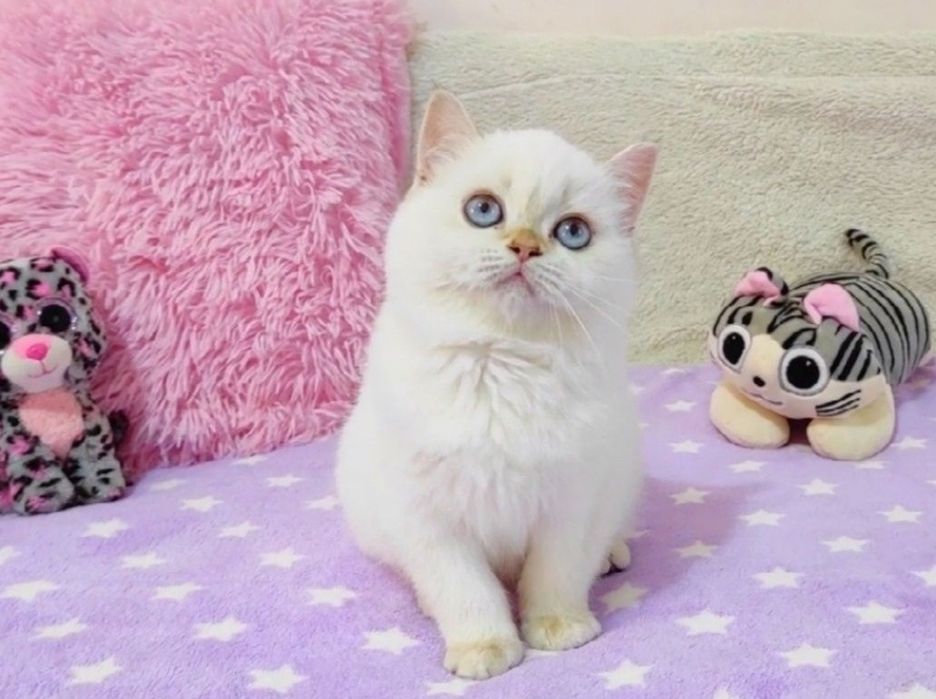 Голубоока красунечка дівчинка шиншилка