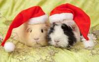 Морська свинка, новорічні святкові свинки подаруночки