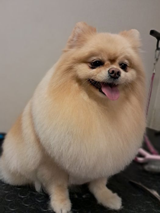 Професійний грумінг. Майстер з досвідом.