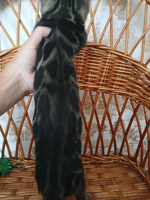 Шикарный бенгальский котик 3 мес