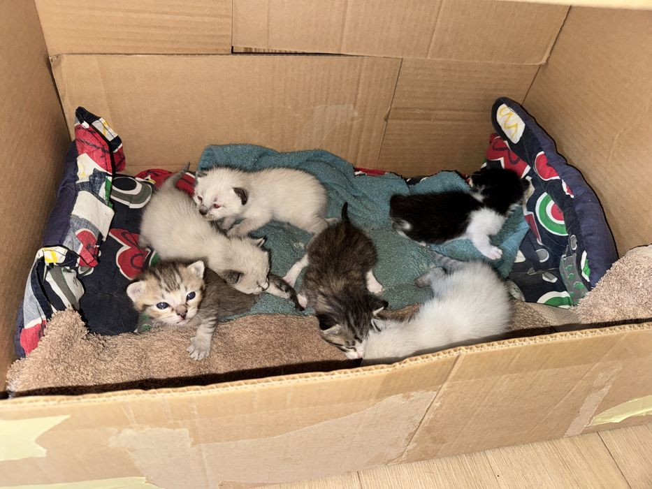 Adopção do gatinhos