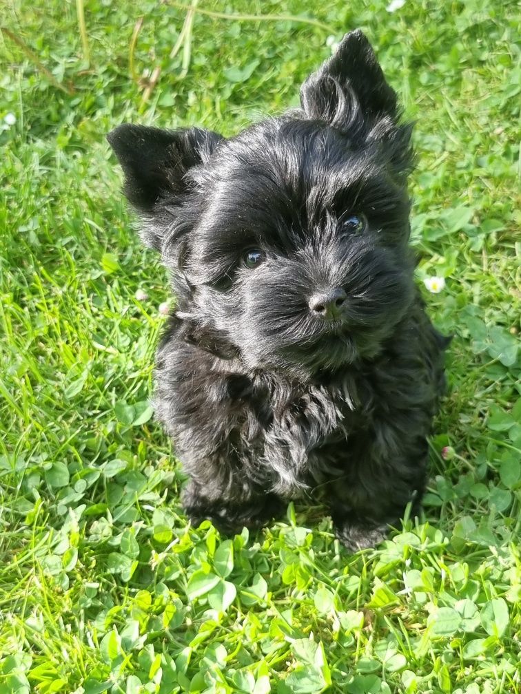 Czarny piesek Yorkshire Terrier