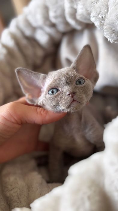Devon rex kocięta