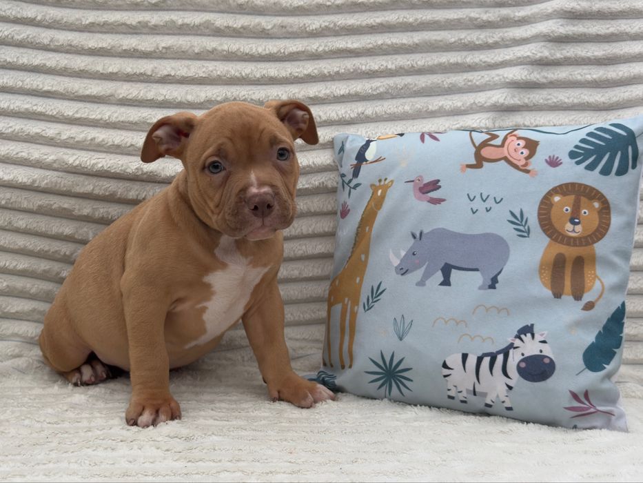 American Bully PIESEK -ABKC