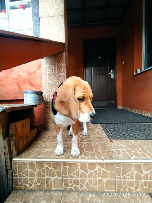 Beagle piesek 6 miesięcy szczepiony z rodowodem