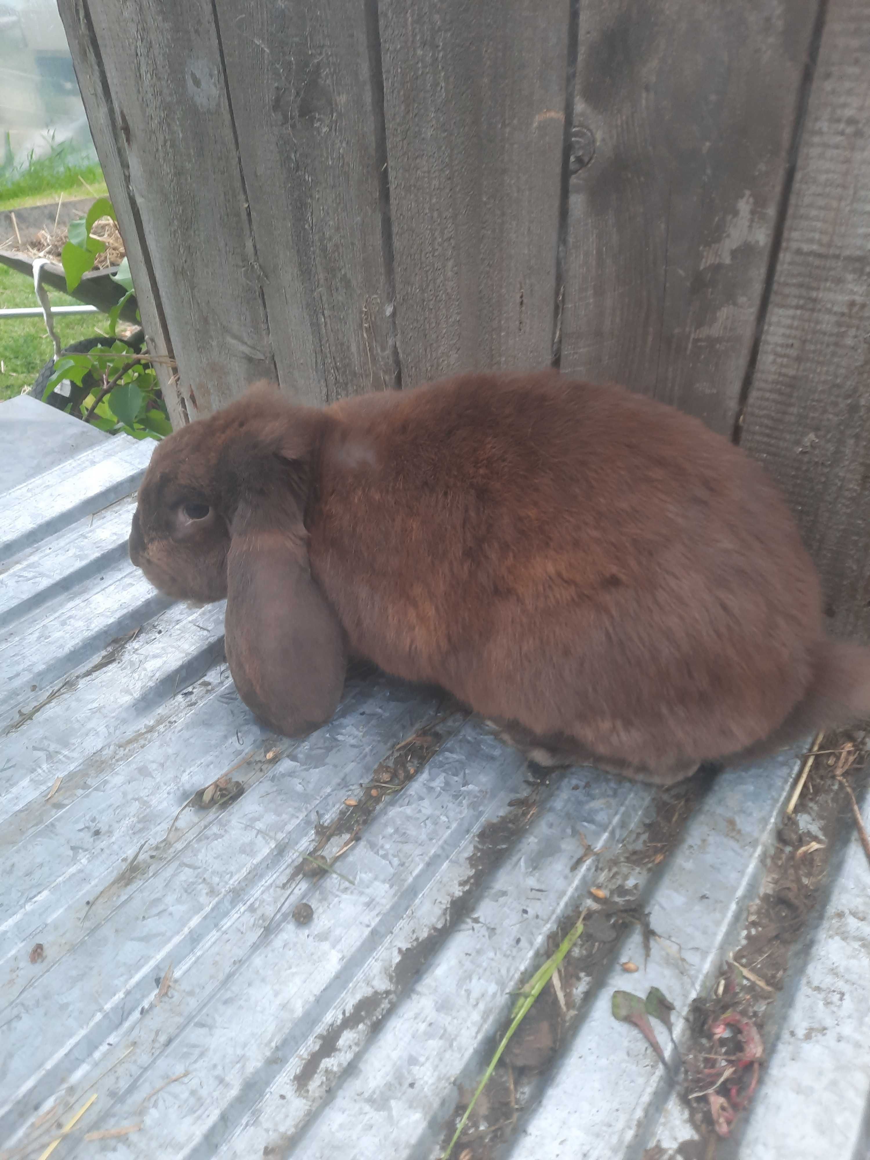 króliki barany francuskie.samiec i samica