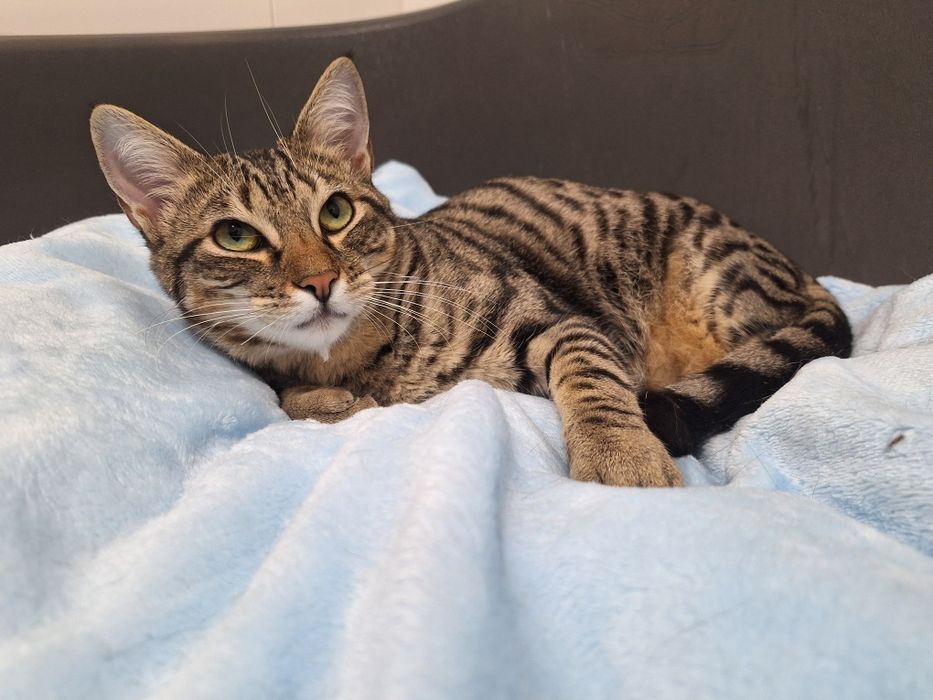 Pêras, para adoção