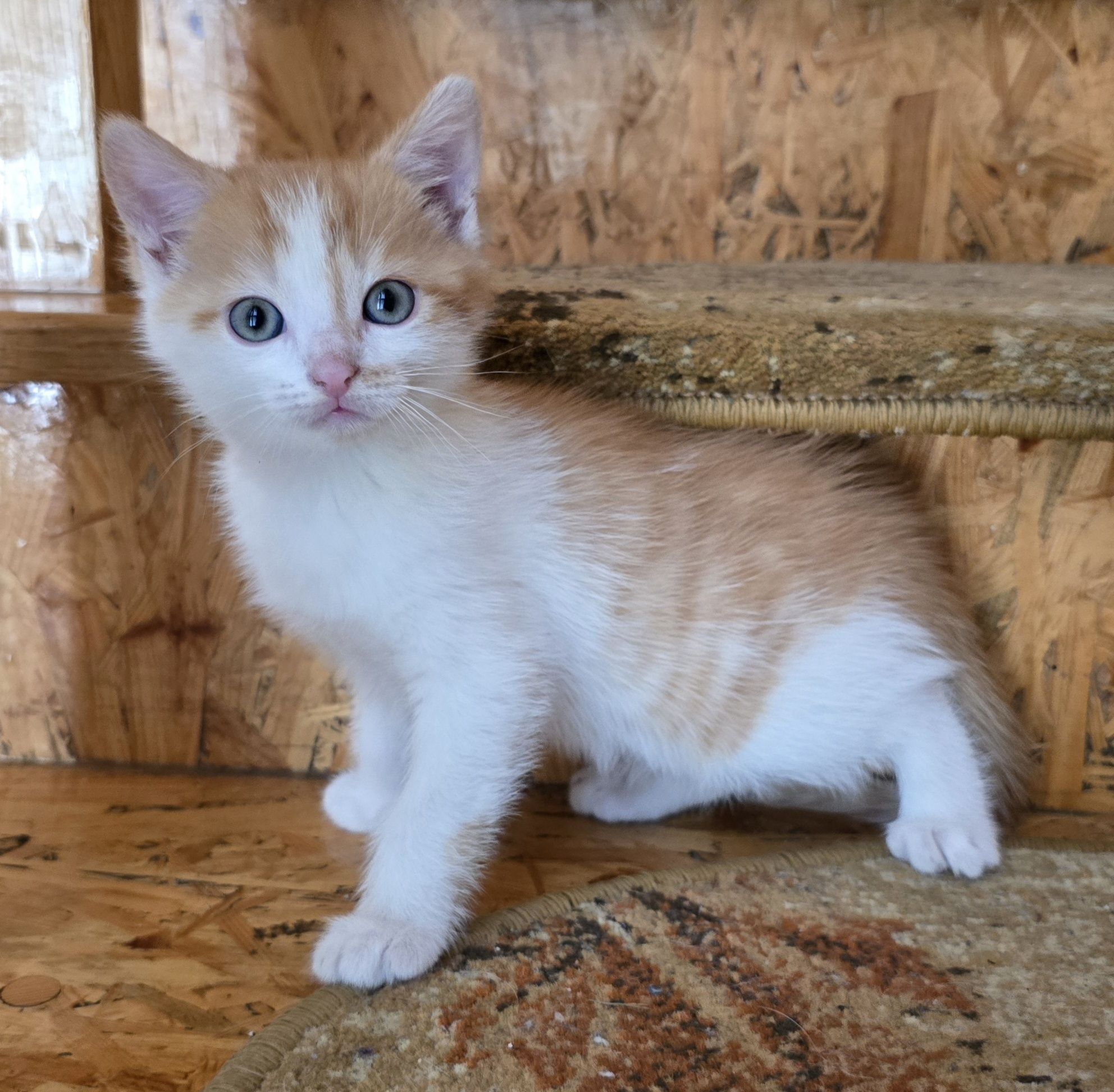 Mały kotek do odbioru kocurek koteczka kotka Maine coon Brytyjski