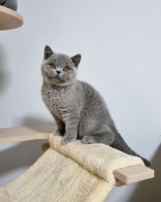 Gatinho British azul.