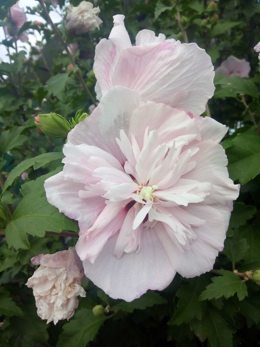 гибискус сирийский махровый