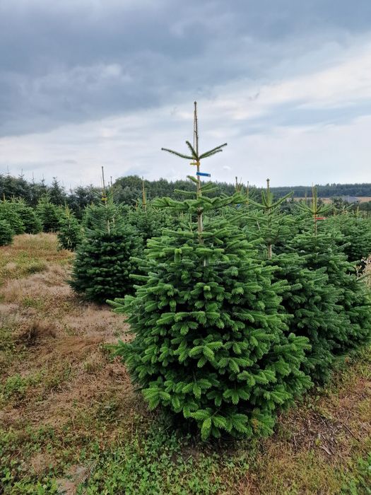Jodła Kaukaska plantacja Dania