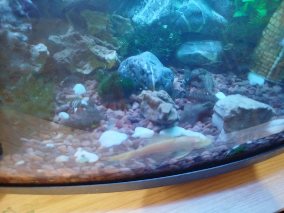 Рибки Анцитруси.