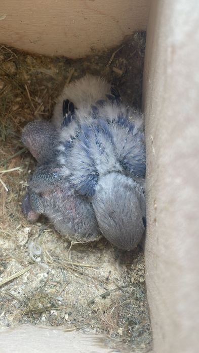 Agapornis roseicollis para acabar de criar a mão