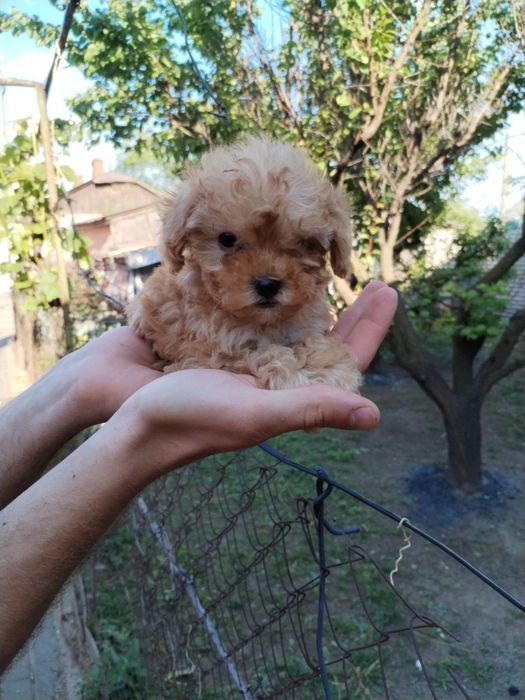 Той пудели щенки и взрослые, разные окрасы, ищут дом