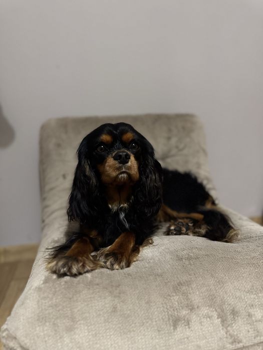 Cavalier King Charles Spaniel reproduktor
