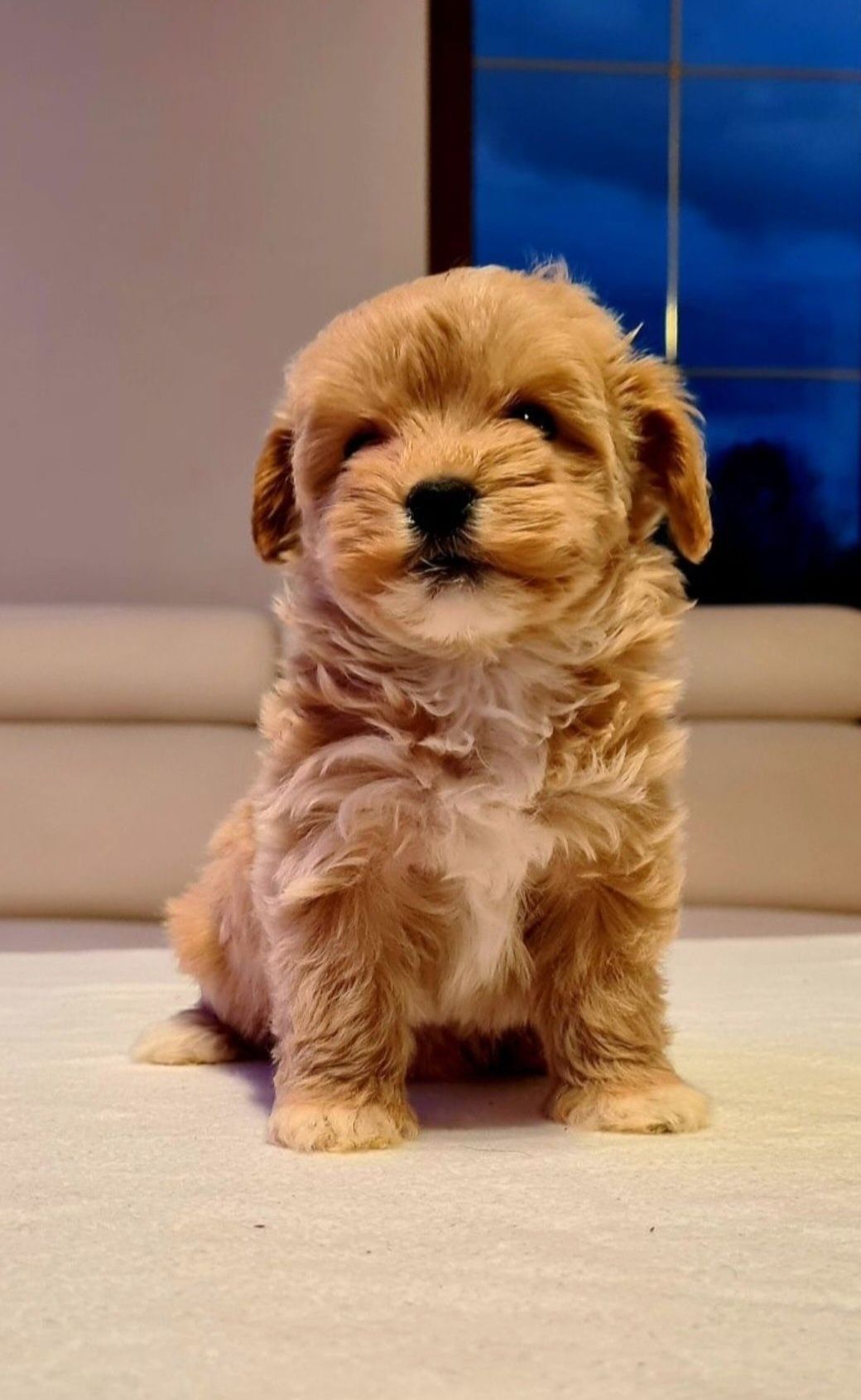 Chłopczyk MALTIPOO ** HYBRYDA Pudel Toy & Maltańczyk **