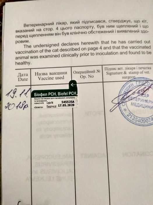 Шотландський прямовухий