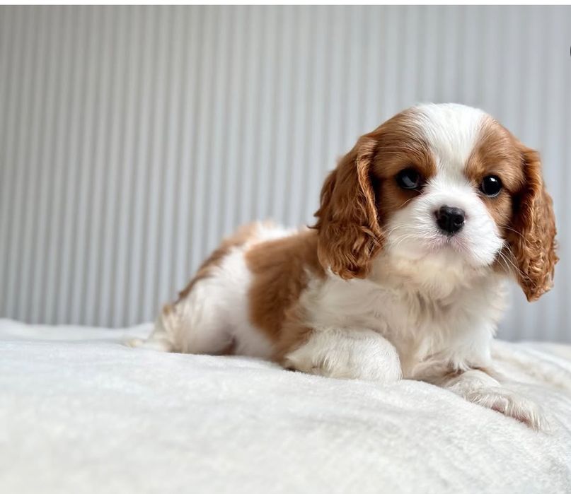 Кавалер Кинг Чарльз спаниель