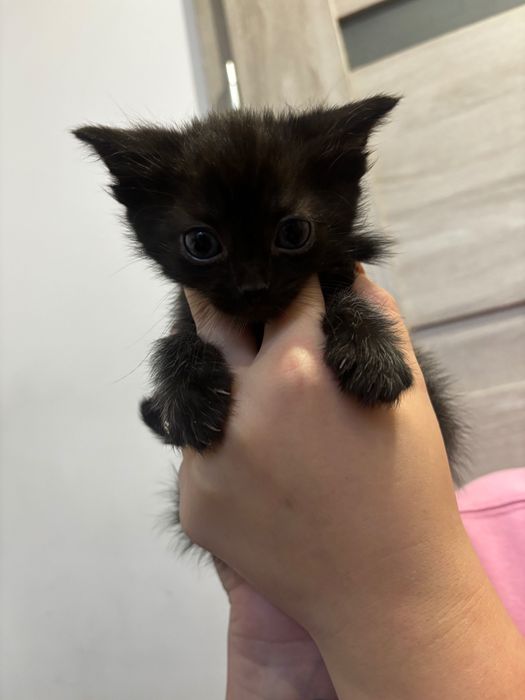 Oddam kotki w dobre ręce