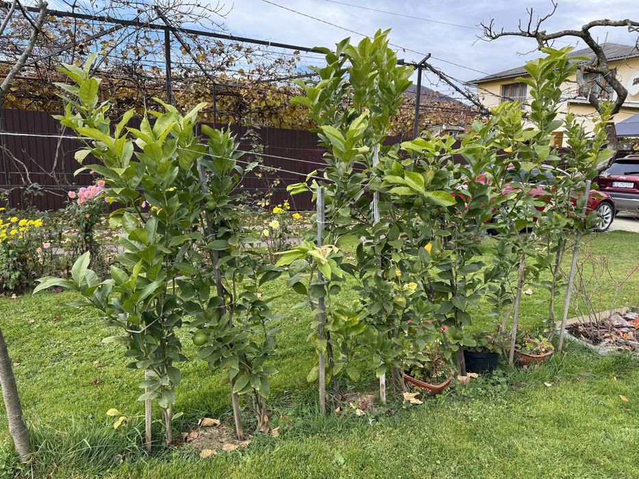 Лимонне дерево Пондероза оригінал