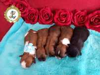 Shih Tzu rodowodowa drobna suczka