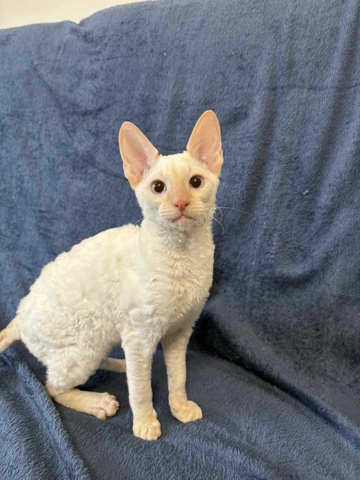 CORNISH REX Dostępny kocurek o imieniu YOSHI Hodowla: MatiMalwa*PL