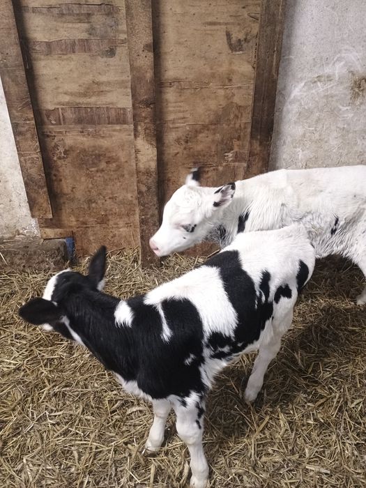 Sprzedam  byczka i jaloszke