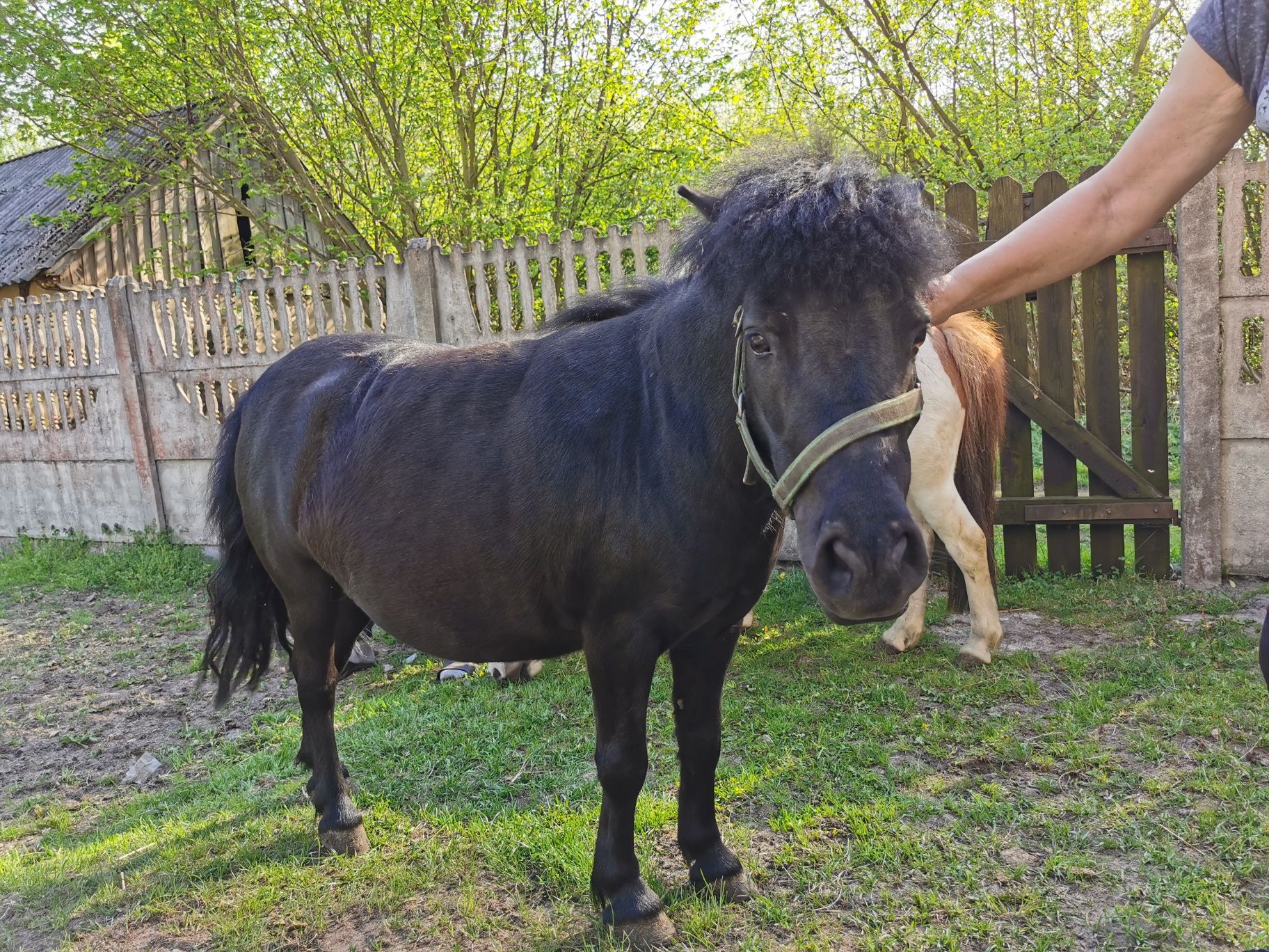 Kucyk, kucyki, koń