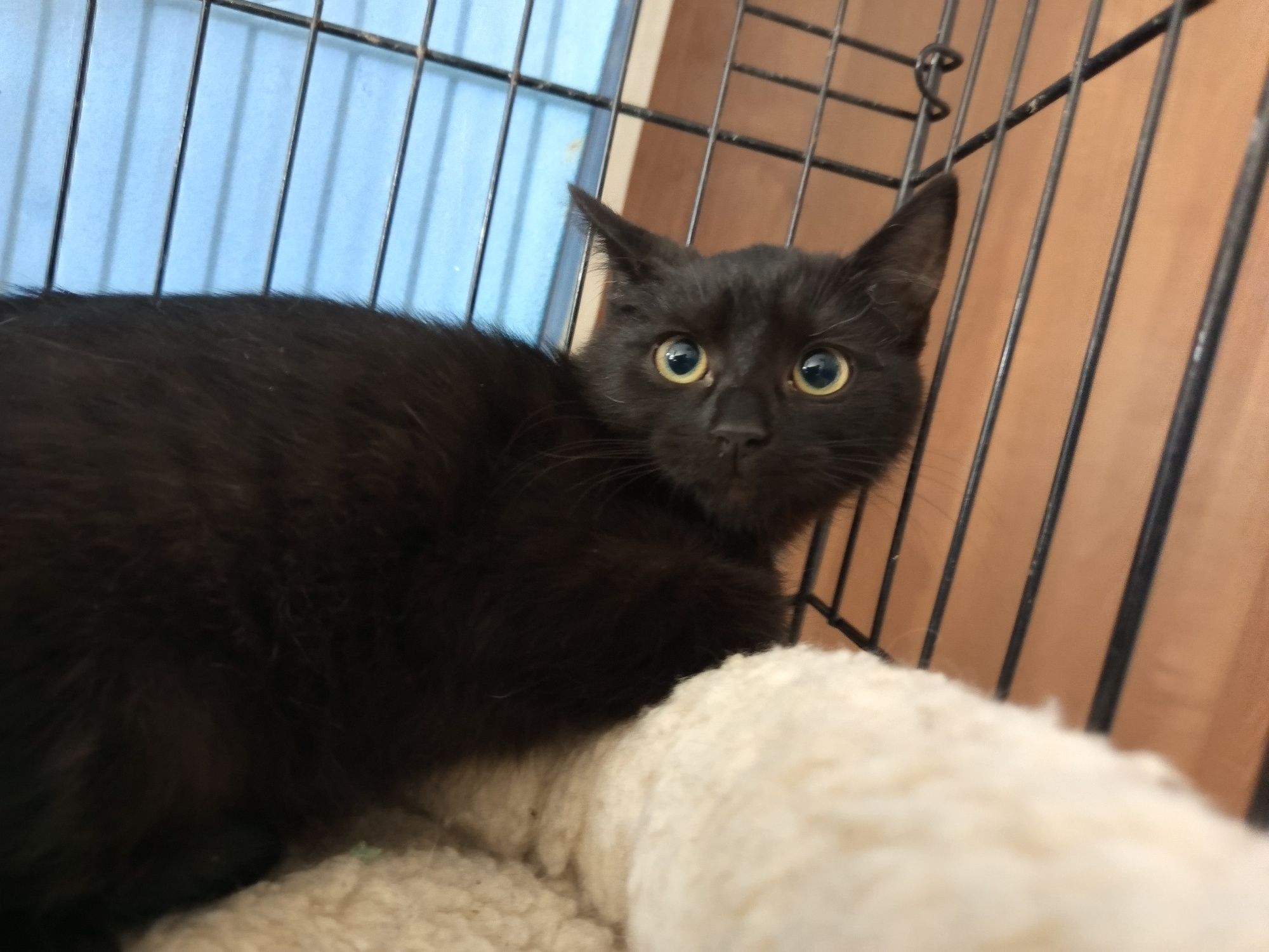 Kociak Vitani do adopcji