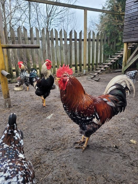 Zagrodówki, Kury Zagrodowe - Jaja lęgowe