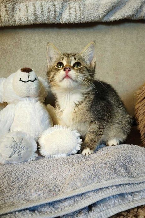 Найніжніша маленька принцеса Ліса