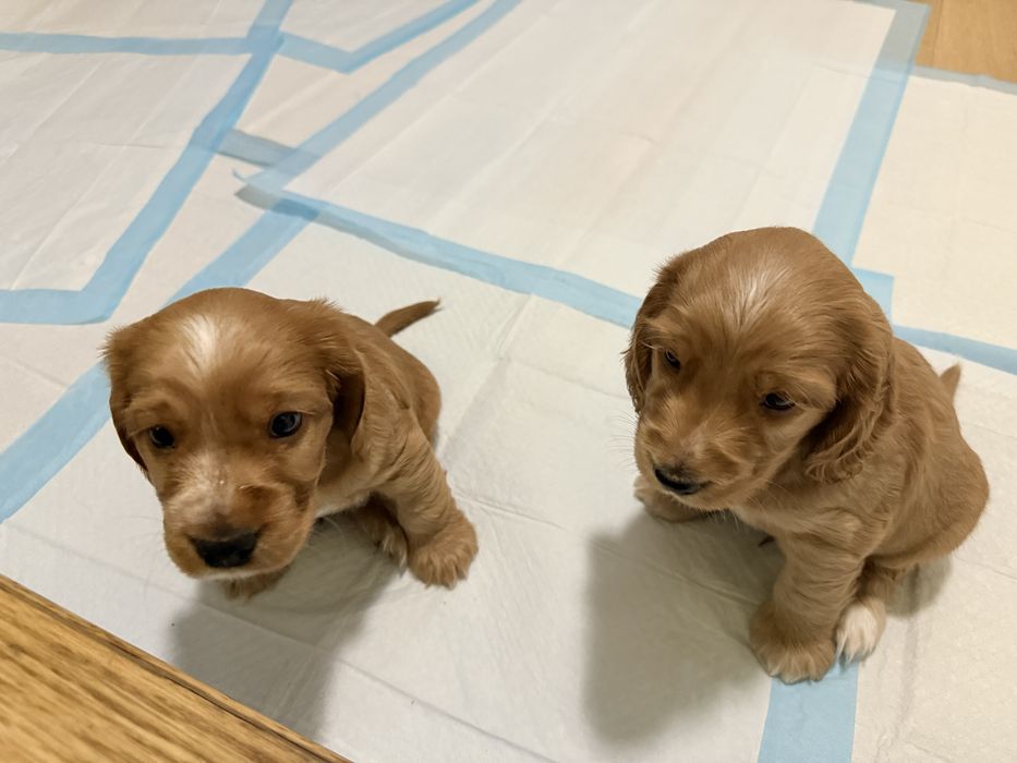 Cocker Spaniel angielski